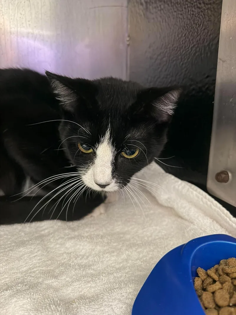 A young medium-sized male Domestic Short Hair cat named Teenie for adoption in Burgaw, NC