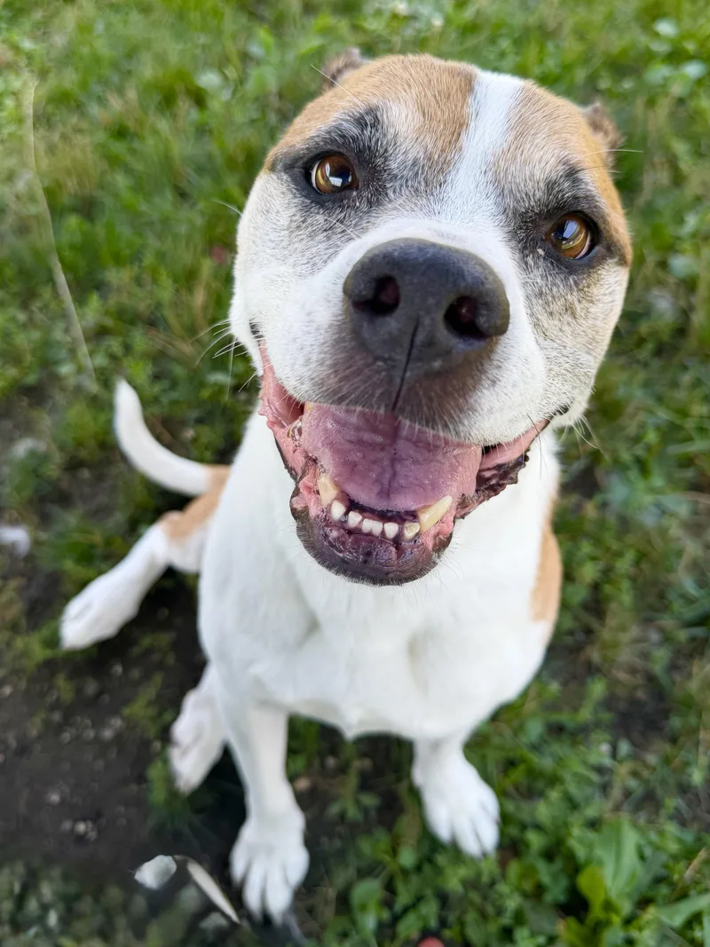 An adult medium-sized female White / Cream Hound dog named Julie Tag for adoption in Central Islip, NY