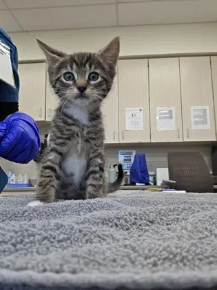 A baby small-sized male Domestic Short Hair cat named Daemon for adoption in Westland, MI