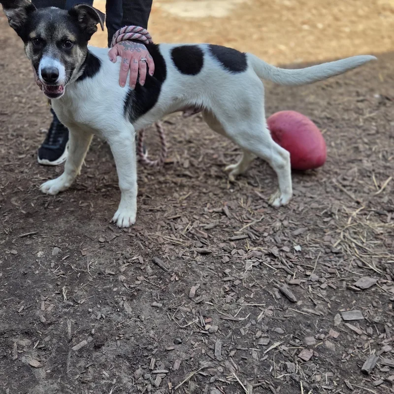 Drayden Tomahto thumbnail 2