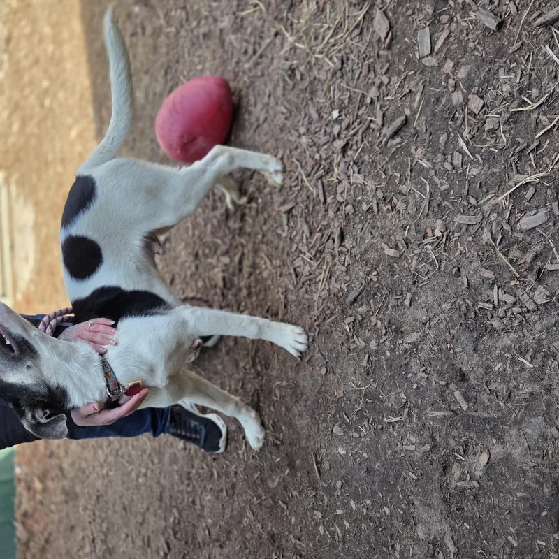 Drayden Tomahto thumbnail 3