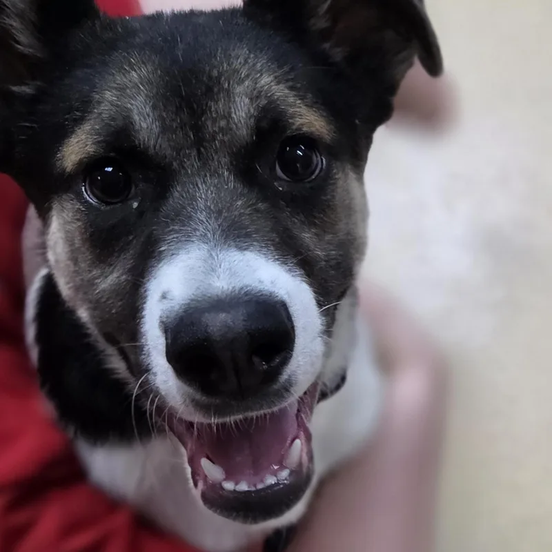 Drayden Tomahto thumbnail 4