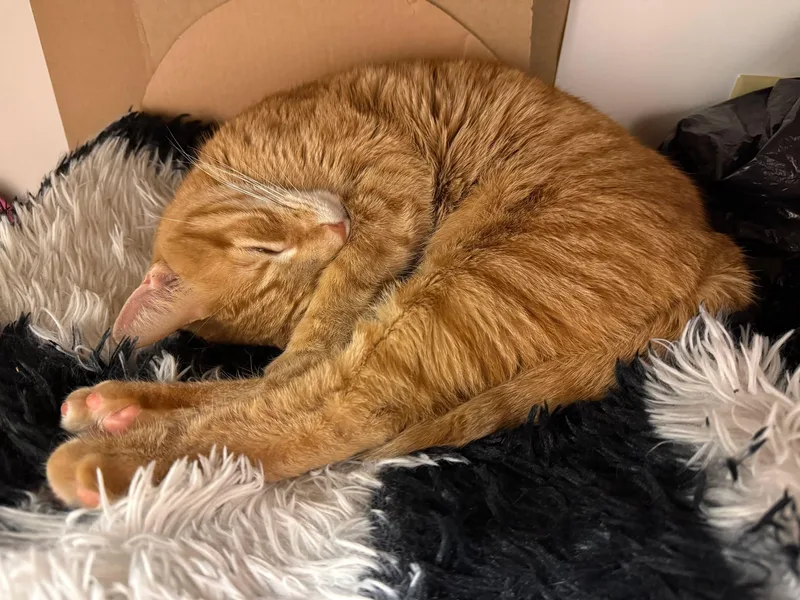 An adult medium-sized male Domestic Short Hair cat named Milo for adoption in Kennebunk , ME