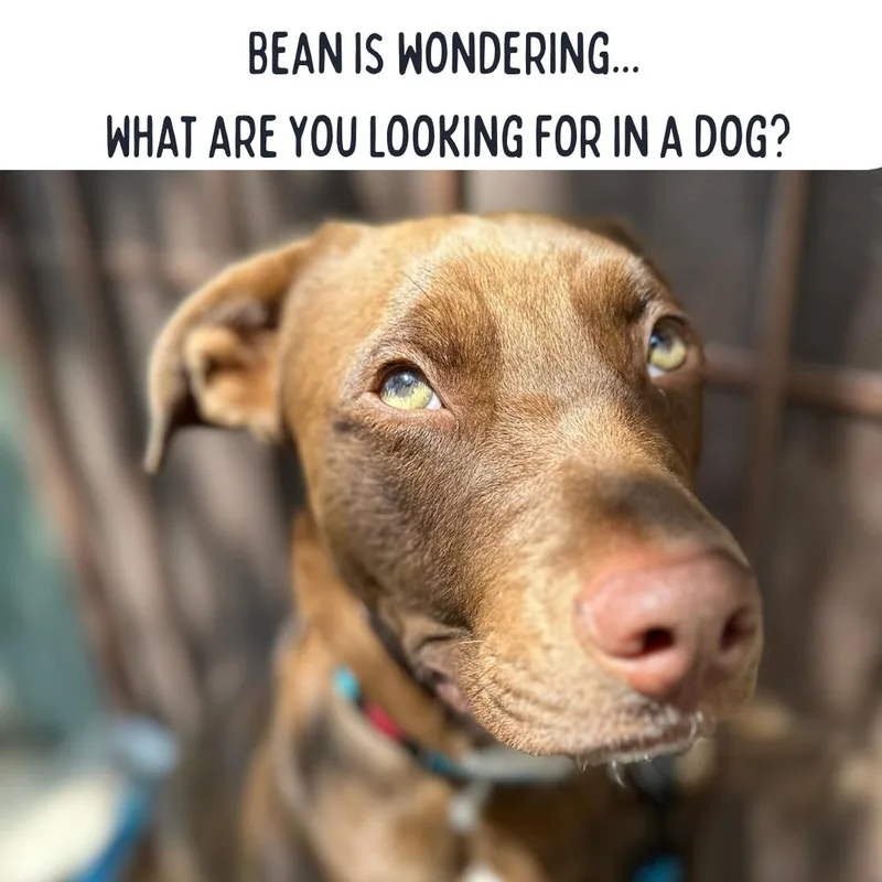 Bean thumbnail 5