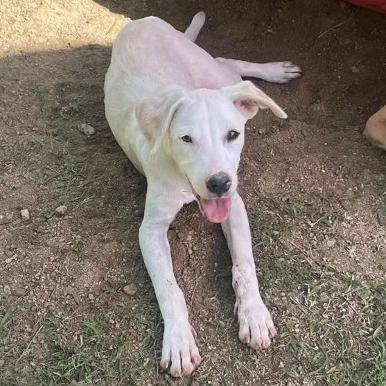 A young medium-sized male Labrador Retriever dog named Rufus for adoption in Humacao, PR