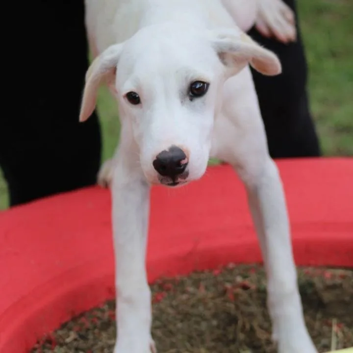 Rufus thumbnail 4