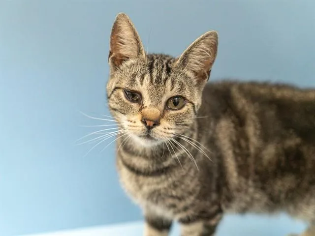 A young small-sized female Domestic Short Hair cat named Evie for adoption in Martinez, CA