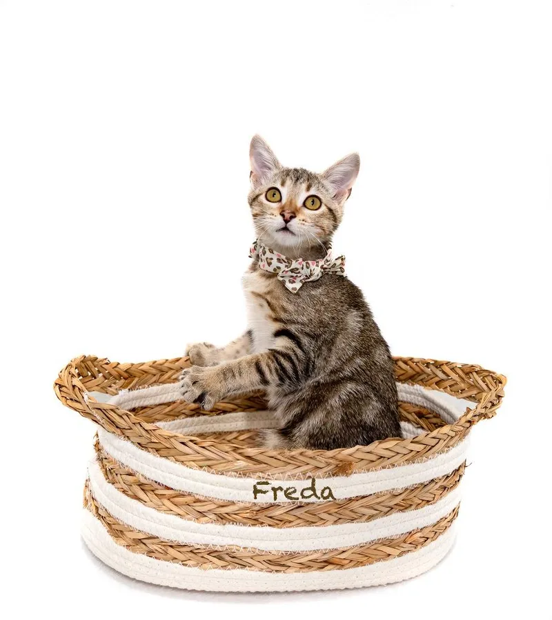 A baby small-sized female Domestic Short Hair cat named Freda for adoption in Hot Springs Village, AR