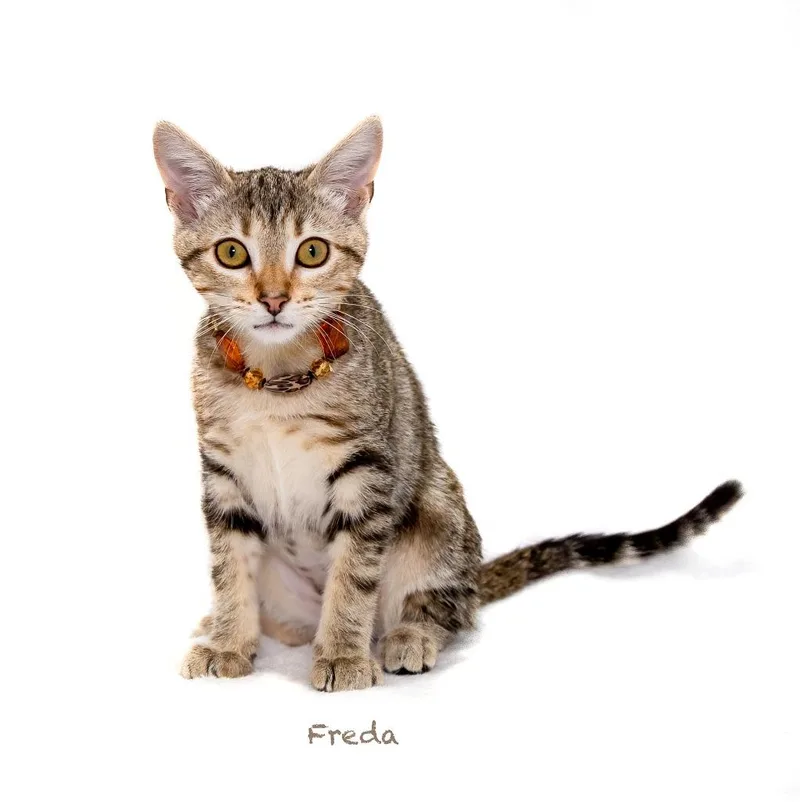 Freda thumbnail 2