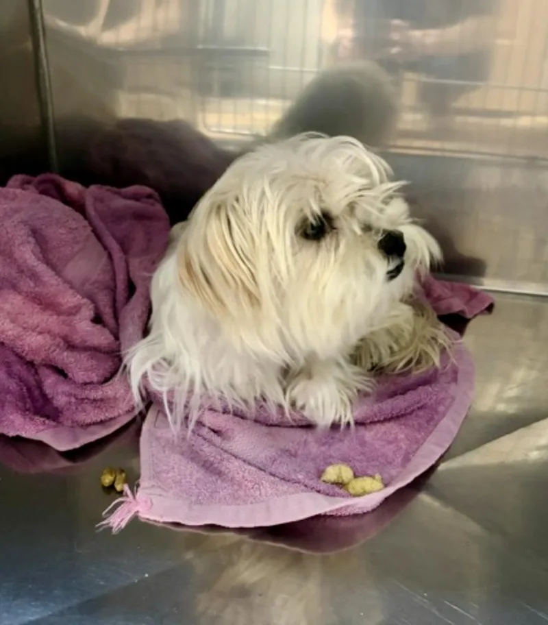 A young small-sized male Yorkshire Terrier dog named Teo for adoption in Warren, NJ