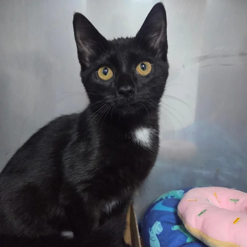 A baby small-sized female Black Domestic Short Hair cat named Justine for adoption in Marble, NC