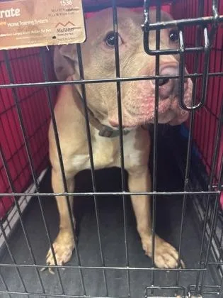 An adult medium-sized male Mixed Breed dog named Simba for adoption in West Chester, PA