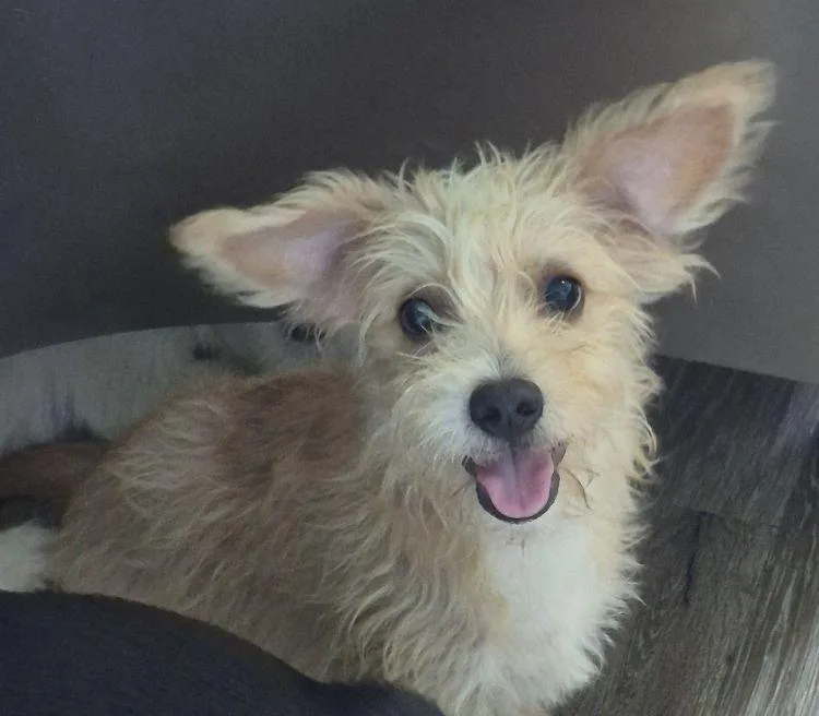 A young small-sized male Apricot / Beige Cairn Terrier dog named Alan for adoption in Carrollton, TX