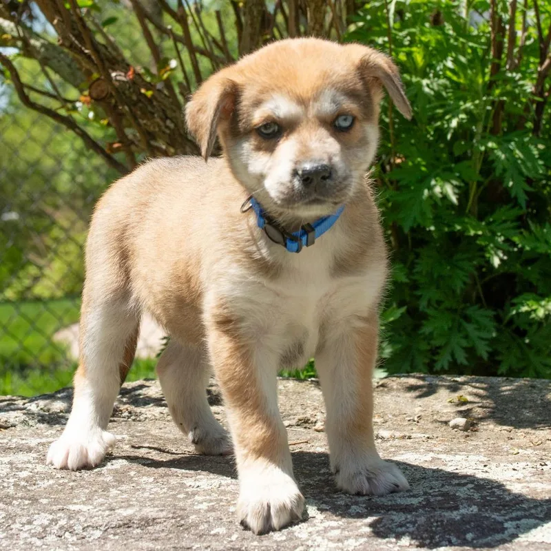 A baby small-sized male Shepherd dog named Ct Beau Avail May for adoption in Stormville, NY