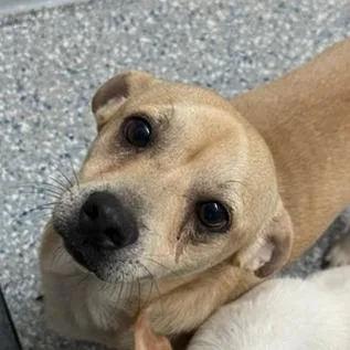 An adult small-sized male Mixed Breed dog named Huey for adoption in Livingston, TX