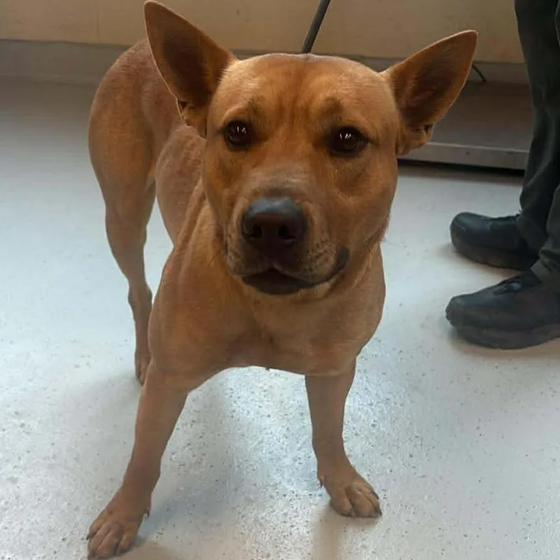 Mr. Whatsit thumbnail 5