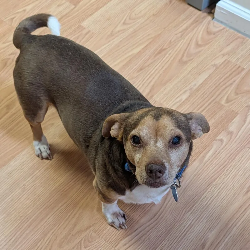 Blue Stem thumbnail 2