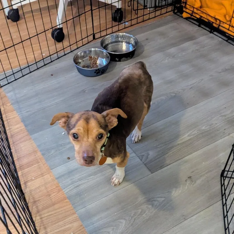 Blue Stem thumbnail 3