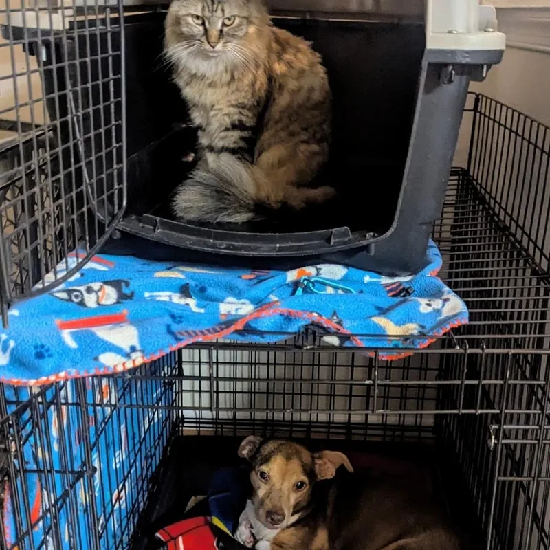 Blue Stem thumbnail 4