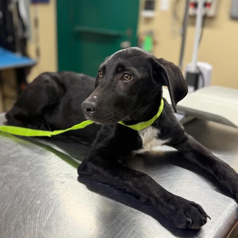 A baby small-sized female Black Mixed Breed dog named Meg for adoption in Pauls Valley, OK