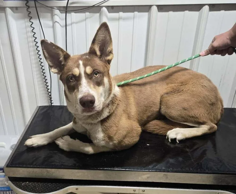 An adult large-sized female Tricolor (Brown, Black, & White) Husky dog named Maple for adoption in Waverly, OH