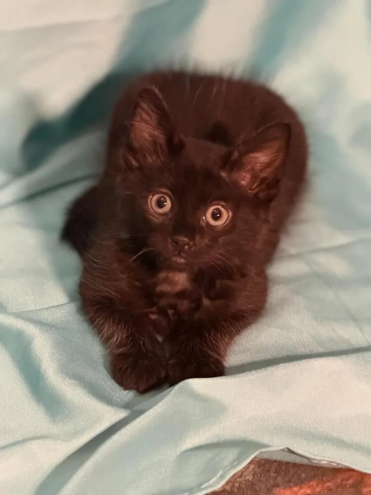 A baby medium-sized male Black Domestic Short Hair cat named Hollander for adoption in Oceanside, CA