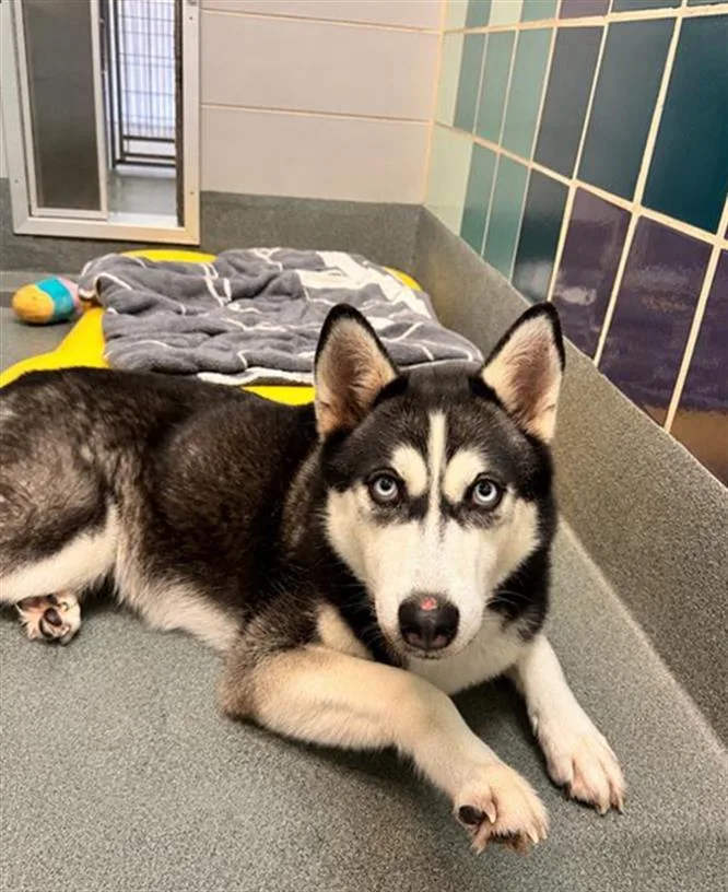 A young small-sized female Siberian Husky dog named Skyler for adoption in Houston, TX
