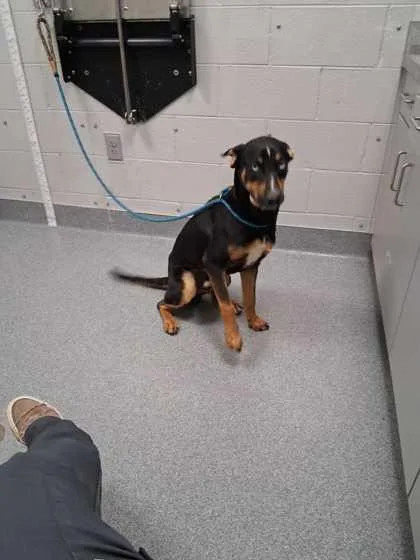 An adult small-sized male Mixed Breed dog named Rayden for adoption in Sevierville, TN