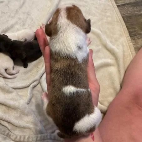 A baby small-sized male White / Cream Mixed Breed dog named Jackson for adoption in Alabaster, AL