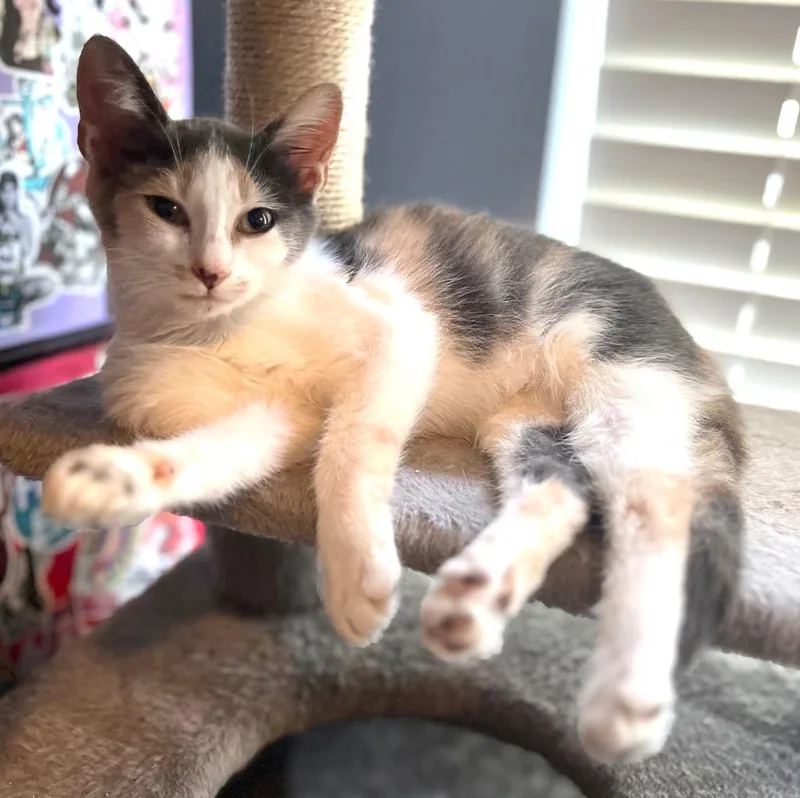 Pickled Ginger thumbnail 2