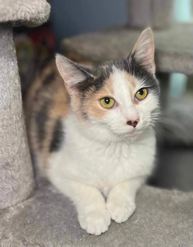 Pickled Ginger thumbnail 3