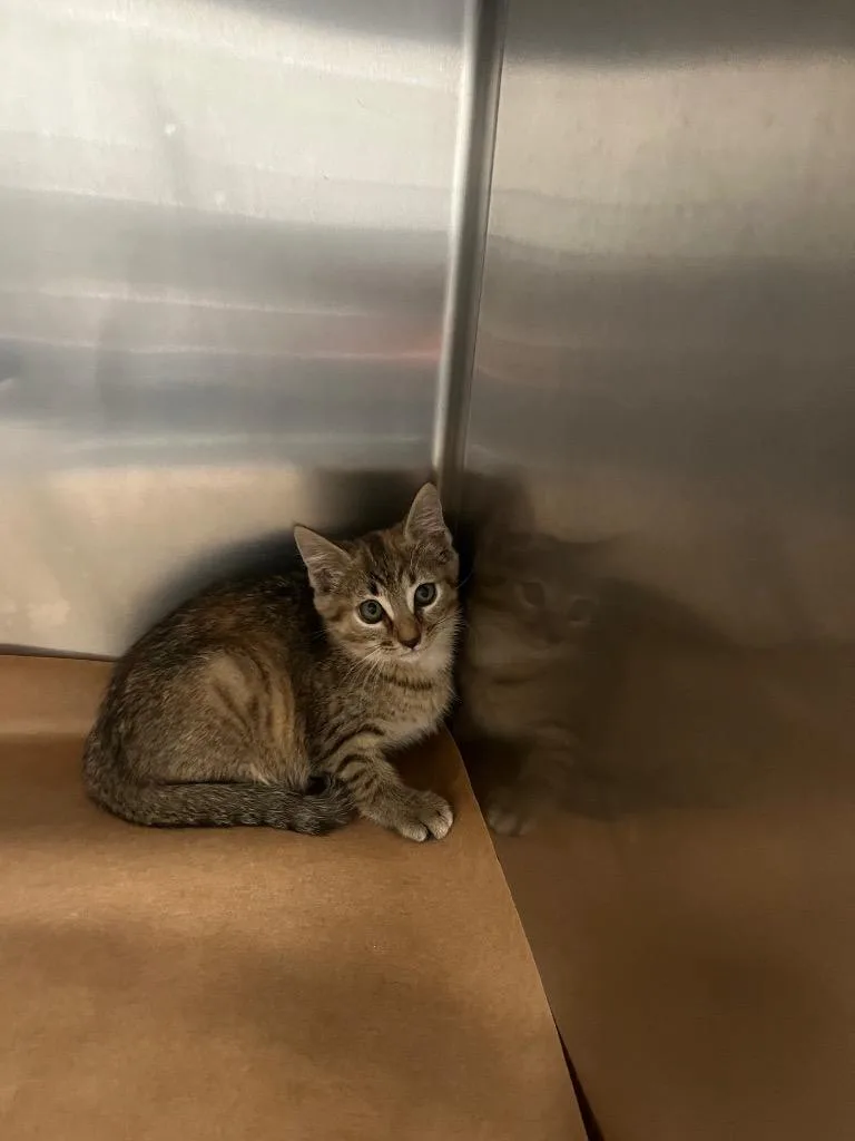 A young small-sized female Domestic Short Hair cat named Bristol for adoption in Cartersville , GA