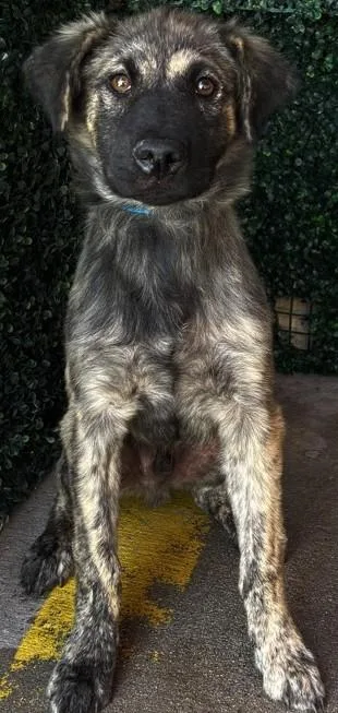 A baby small-sized female Brown / Chocolate Shepherd dog named Cayenne for adoption in El Paso, TX