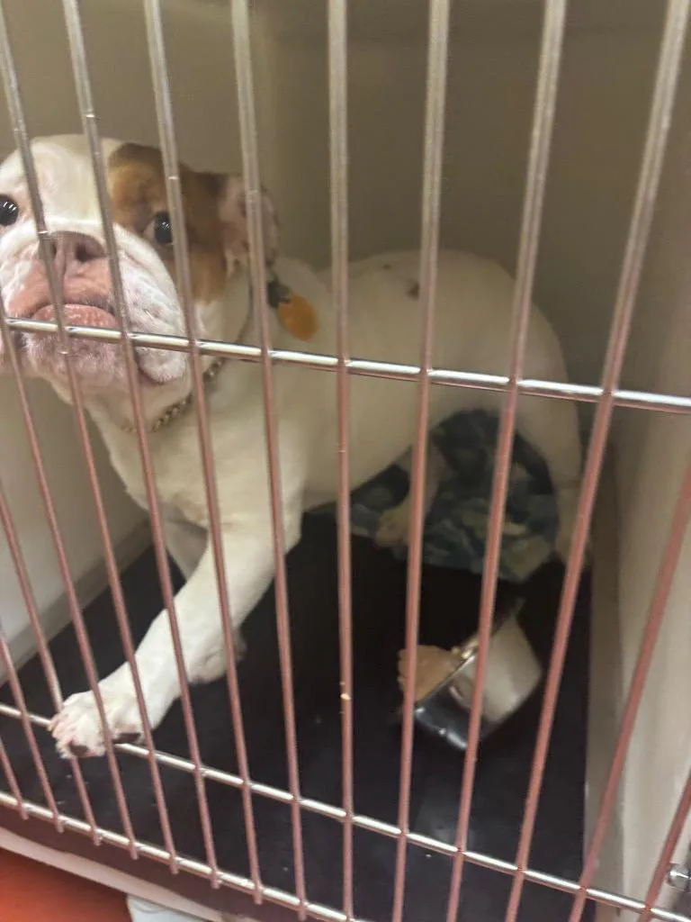 An adult medium-sized female English Bulldog dog named Laila for adoption in Douglasville, GA