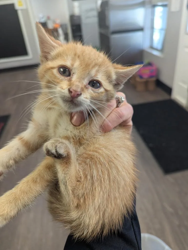 A baby medium-sized male Domestic Short Hair cat named Archer for adoption in Hot Springs, AR