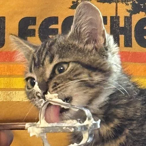 A baby small-sized male Domestic Medium Hair cat named Georgie for adoption in Rochester, MN