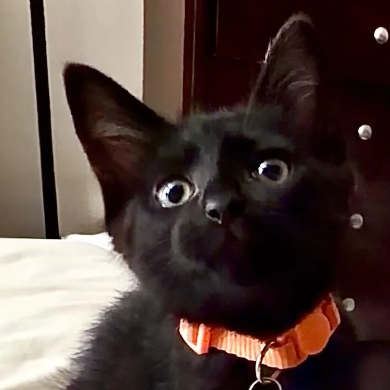 Vader