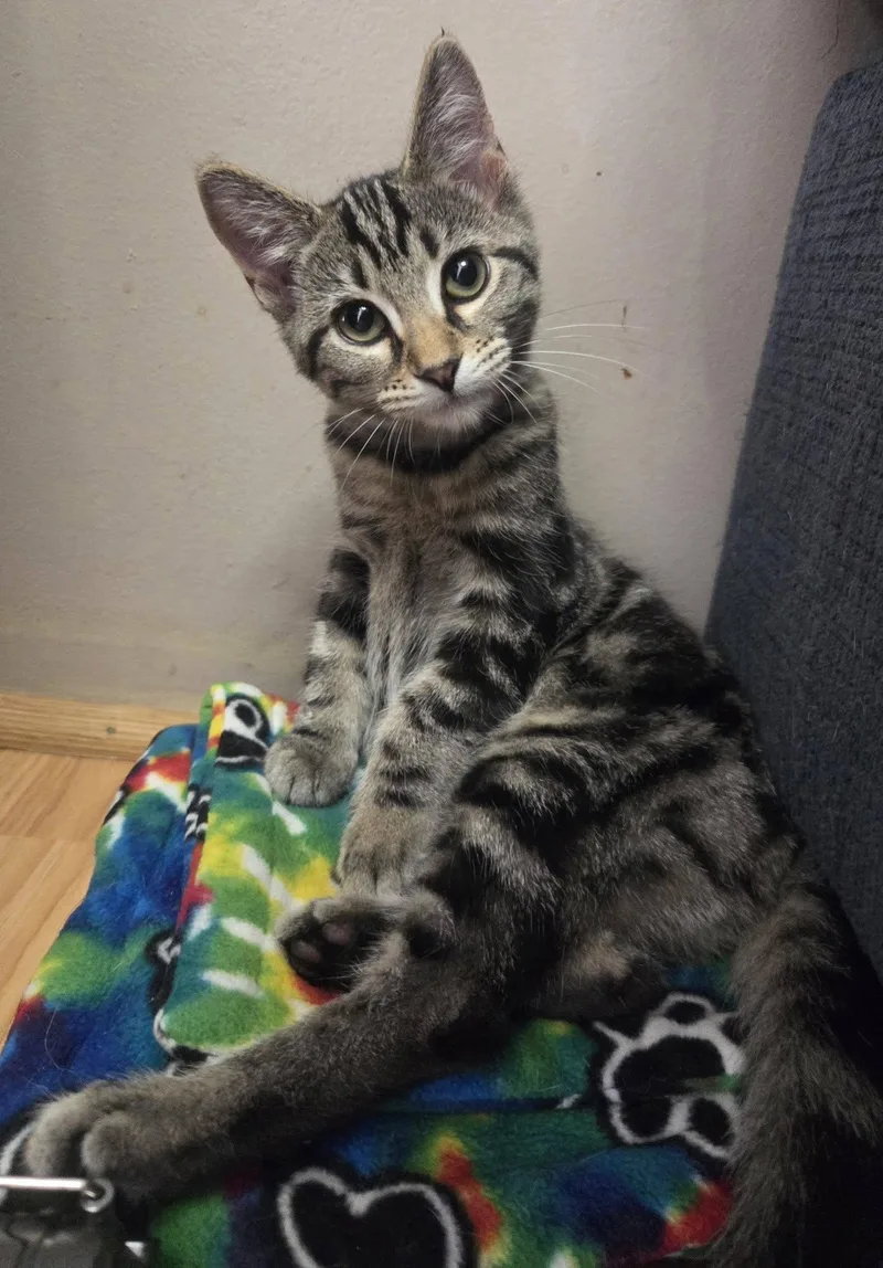 A baby small-sized female Domestic Short Hair cat named Squirt for adoption in Clymer, PA