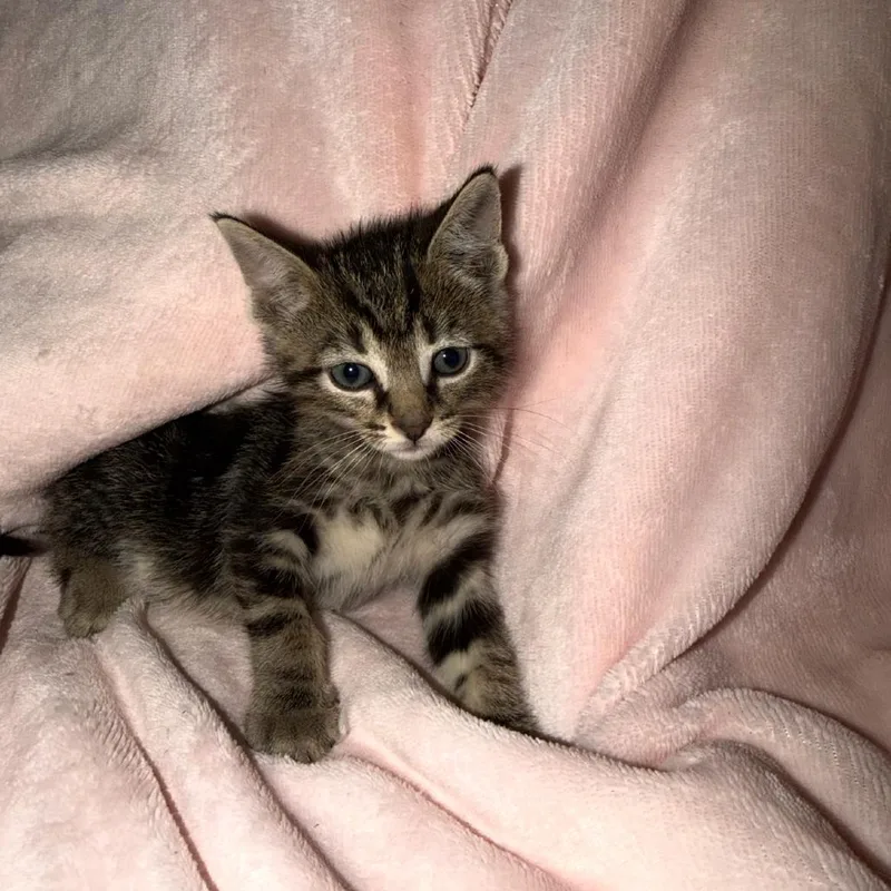 Skipper