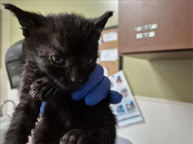A baby small-sized male Domestic Short Hair cat named Crow for adoption in Chapel Hill, NC