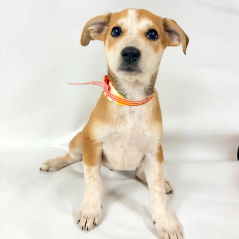 A baby small-sized female Australian Shepherd dog named Cricket for adoption in Parker, CO