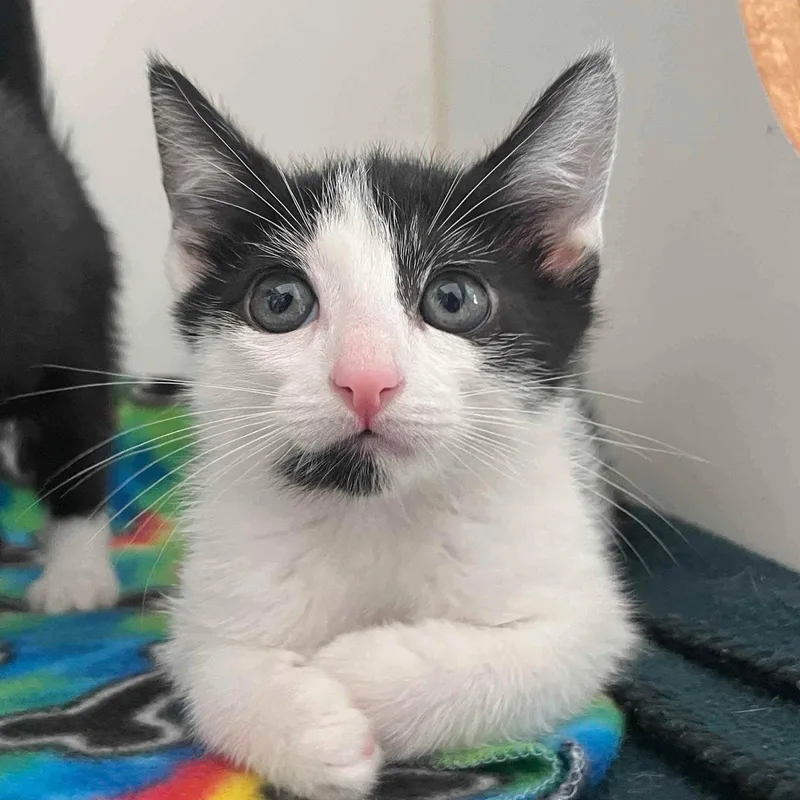 A baby small-sized female Domestic Short Hair cat named Cream for adoption in Oakland, CA