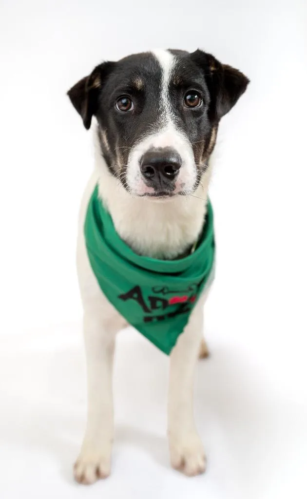 A baby medium-sized male Australian Cattle Dog / Blue Heeler dog named Foomin for adoption in Fort Lupton, CO