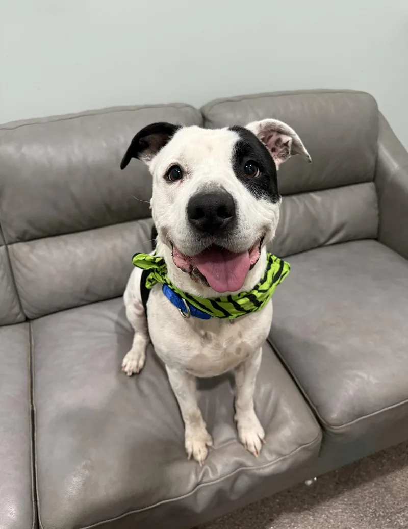 An adult medium-sized male Pit Bull Terrier dog named Major for adoption in Sault Sainte Marie, MI
