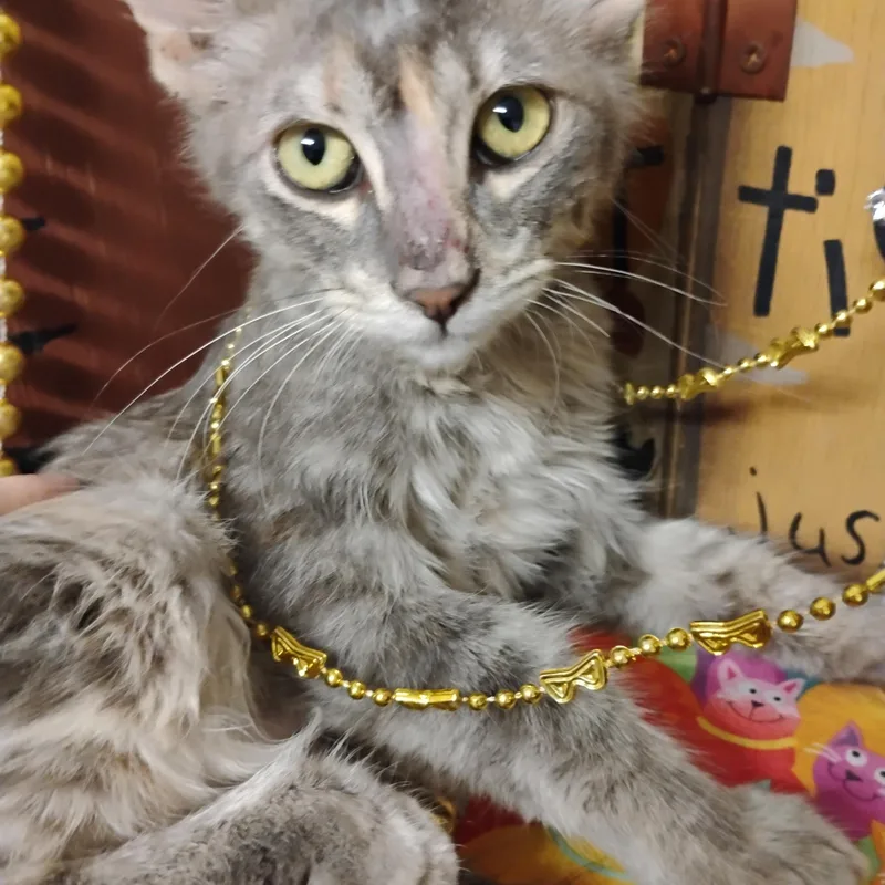 A baby small-sized female Dilute Calico Torbie cat named Chantilly Lace F Dilute for adoption in Phoenix, AZ