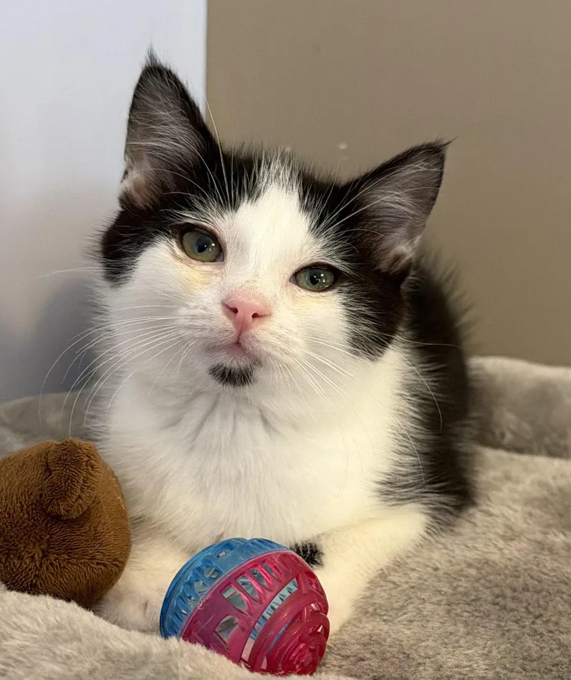 A young medium-sized male Black & White / Tuxedo Domestic Short Hair cat named Burrito for adoption in Elkins, WV