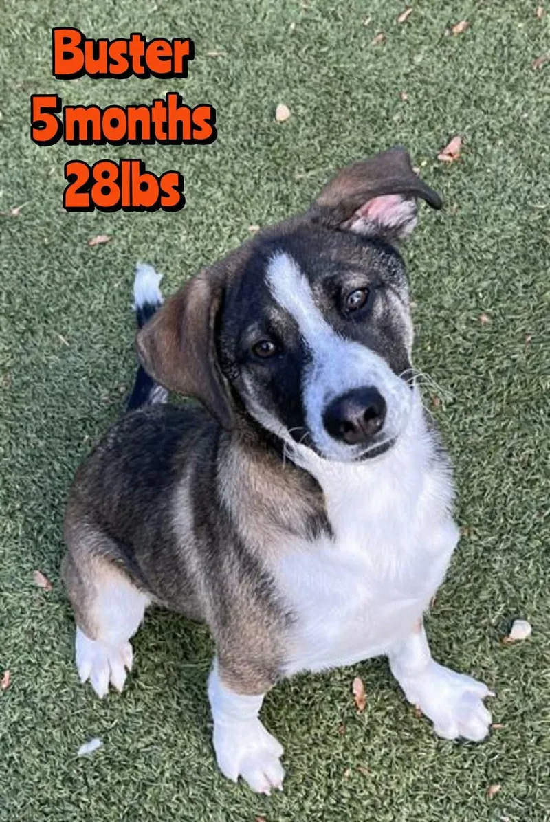 A baby medium-sized male Mixed Breed dog named Buster for adoption in Holbrook, NY
