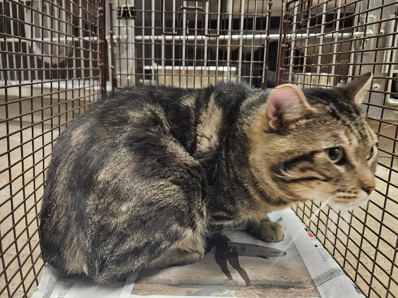 An adult medium-sized male Domestic Short Hair cat named Guero for adoption in Van Nuys, CA