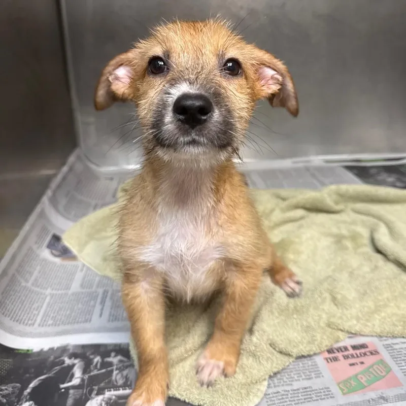 A baby medium-sized female Terrier dog named Lily for adoption in Danbury, CT
