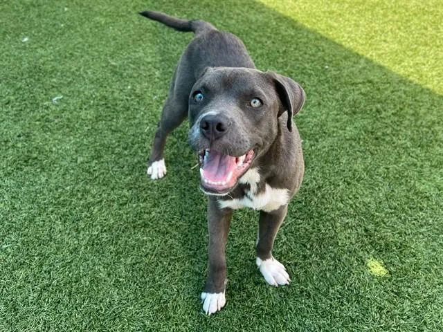 A young medium-sized female Mixed Breed dog named Carlie for adoption in Dallas, TX